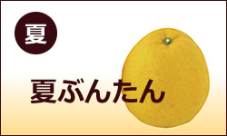 夏ぶんたん