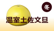 冬『温室土佐文旦』