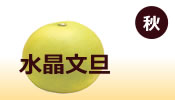 秋『水晶文旦』