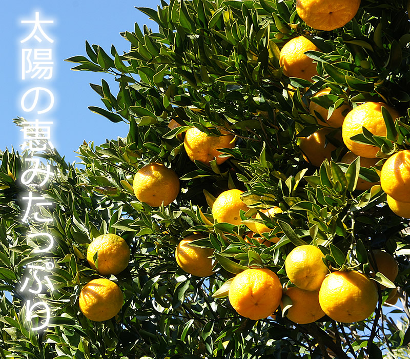 太陽の恵みたっぷりのポンカン