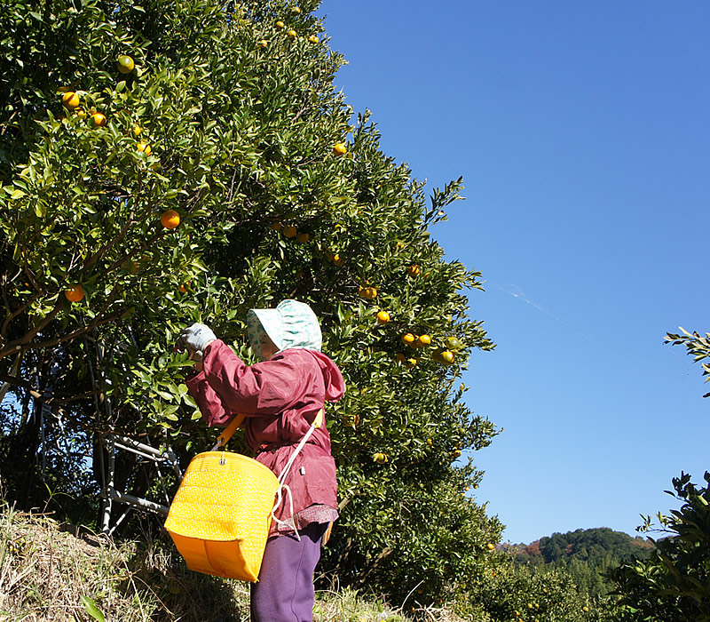 ぽんかん収穫の様子