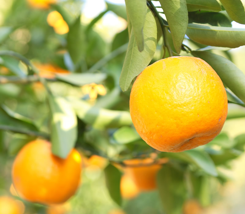木に実ったポンカン