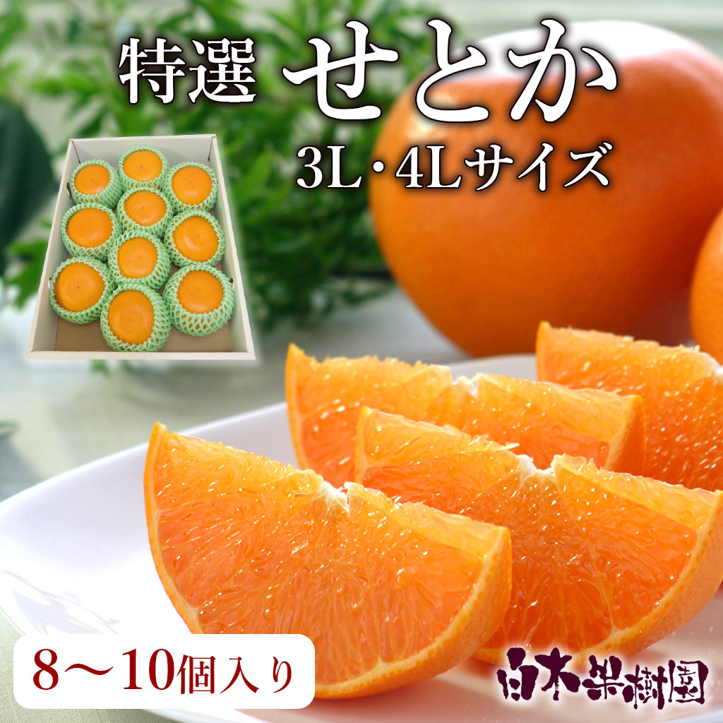 特選せとかご贈答用　3L・4Lサイズ