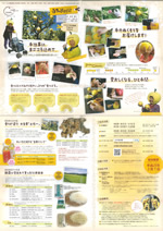 2013年土佐文旦　表