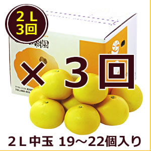 特選秀品土佐文旦　2L中玉　約10kg×3回コース