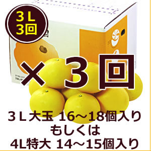 特選秀品土佐文旦　3L大玉（4L特大）約10kg×3回ｺｰｽ