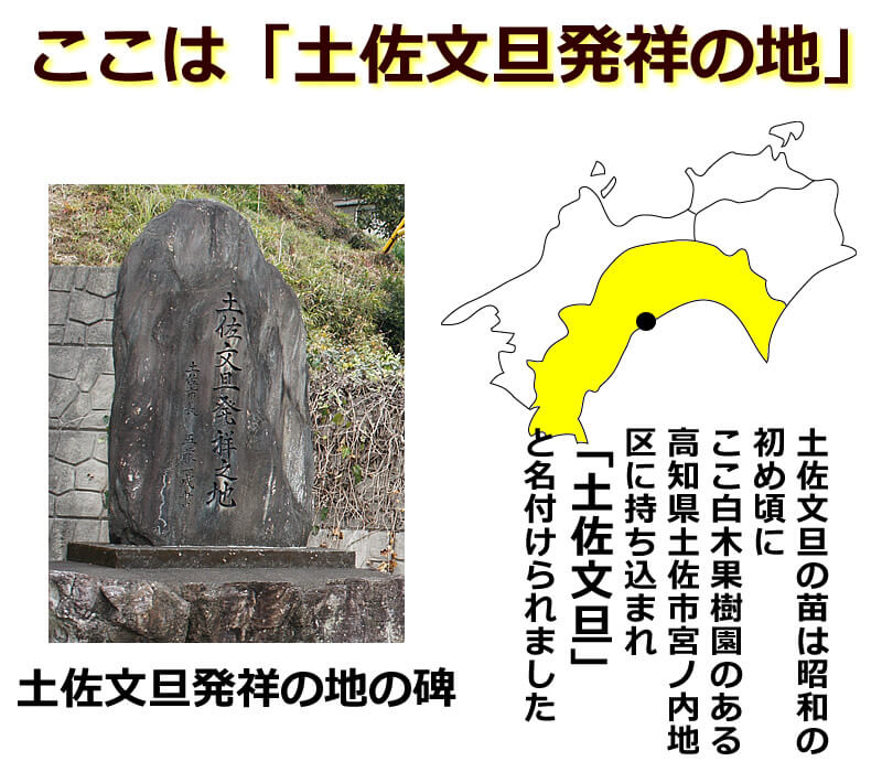 ここは土佐文旦発祥の地。土佐文旦の苗は昭和の初め頃にここ白木果樹園のある高知県土佐市宮ノ内地区に持ち込まれ「土佐文旦」と名付けられました。
