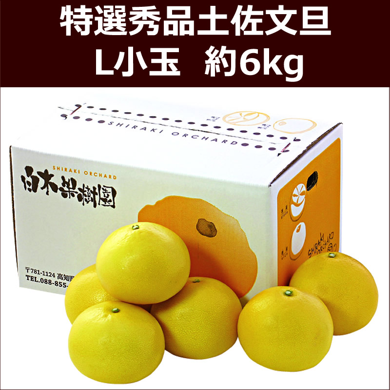 特選秀品土佐文旦　L小玉 約6kg
