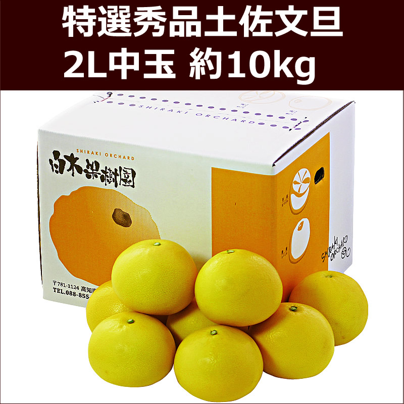 特選秀品土佐文旦　2L中玉約１０kg