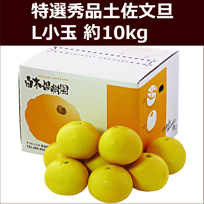 特選秀品土佐文旦　L小玉 約１０kg