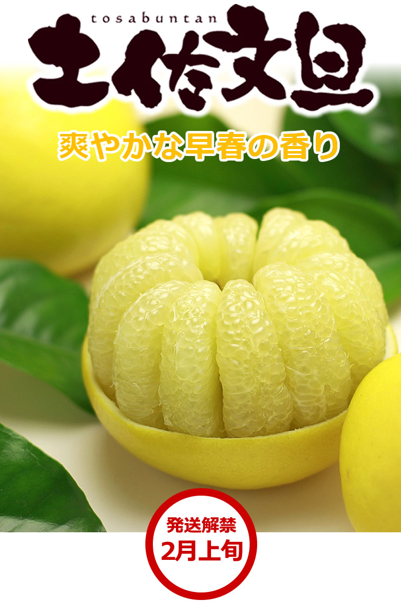 爽やかな早春の香り土佐文旦