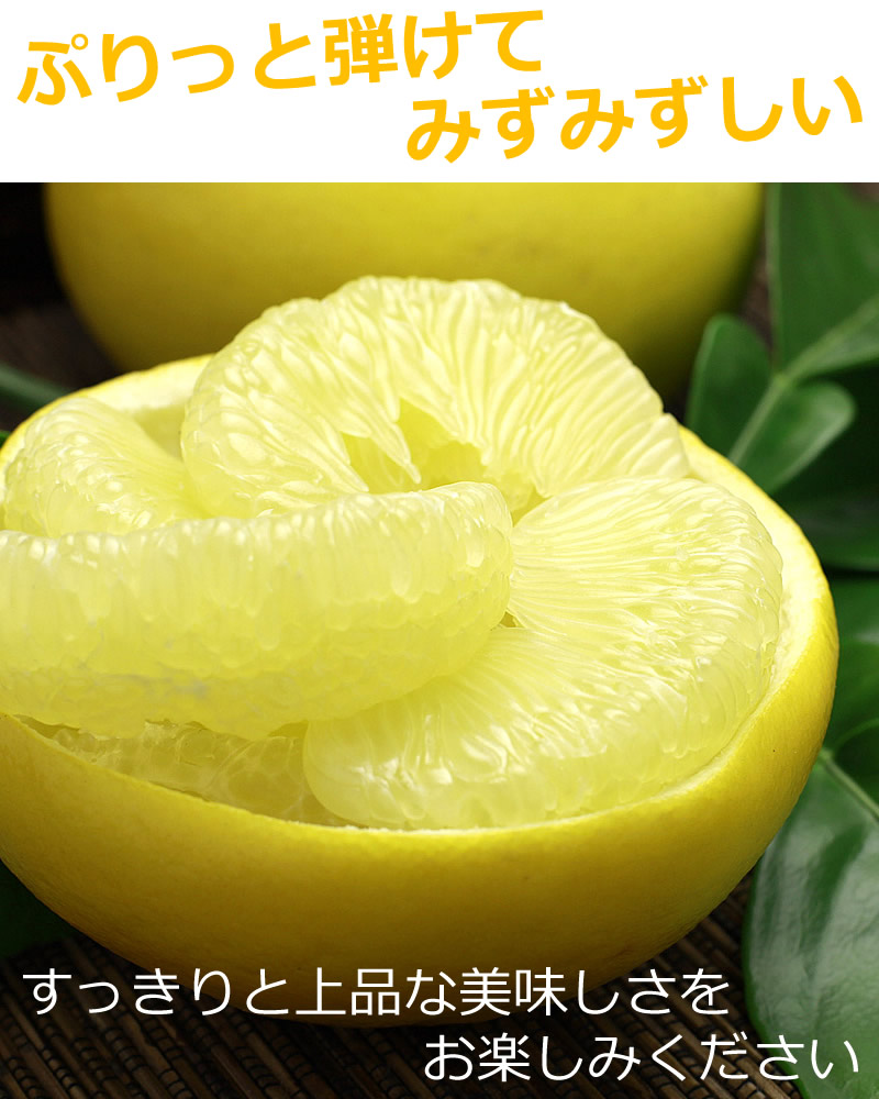 ぷりっと弾けてみずみずしい土佐文旦