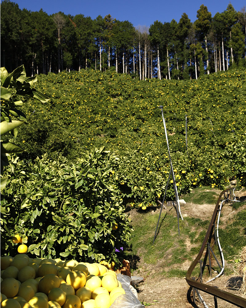 爽やかな早春の香り土佐文旦