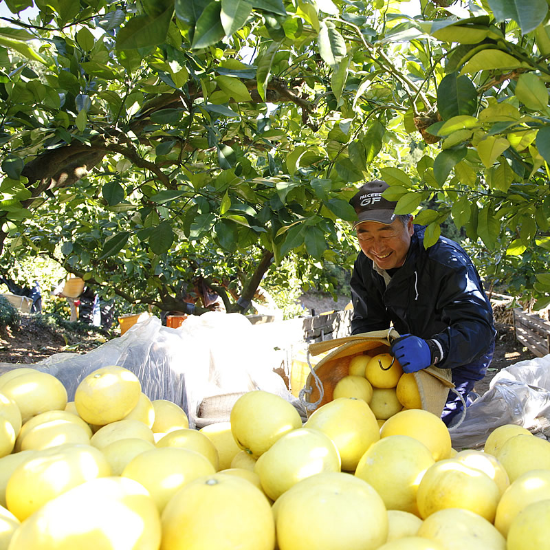 白木果樹園の文旦農園と園主