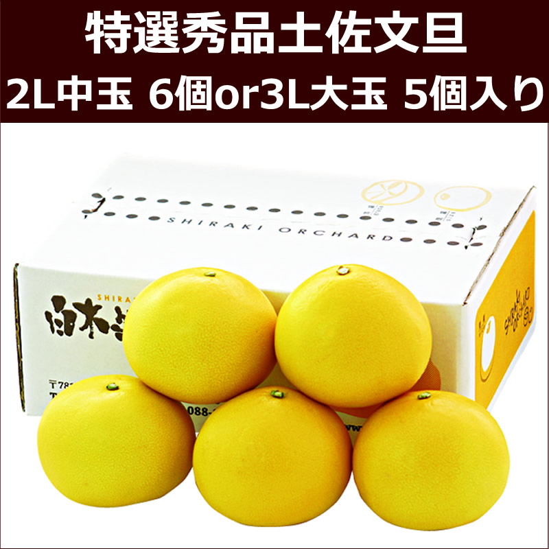 特選秀品土佐文旦　2L中玉6個入りor3L大玉 5個入り
