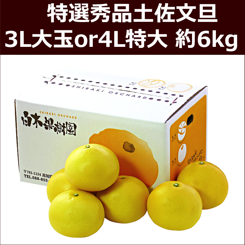 特選秀品土佐文旦　3L大玉or4L特大 約6kg