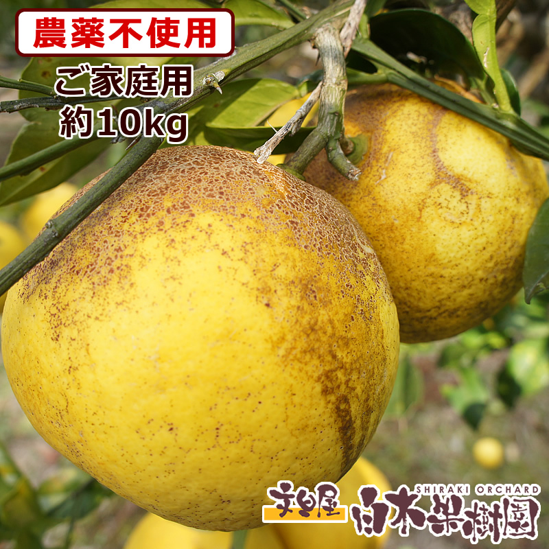 農薬不使用土佐文旦