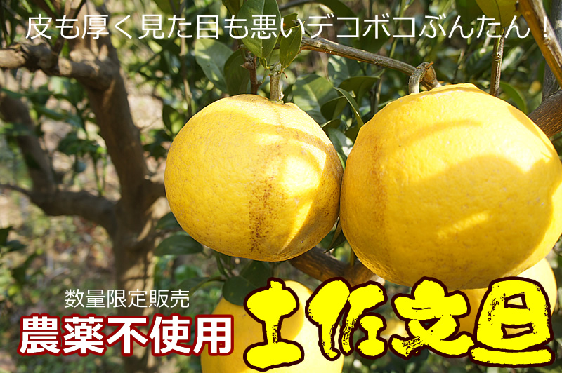 無農薬土佐文旦