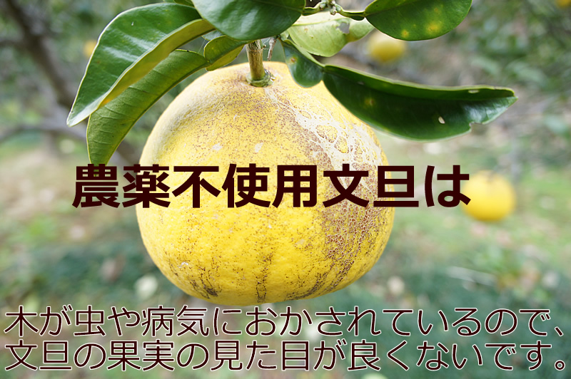 見ためは、よくありません