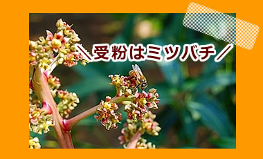 マンゴーの花に蜜蜂が受粉している