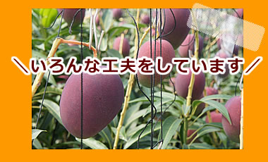 紐でつったマンゴー