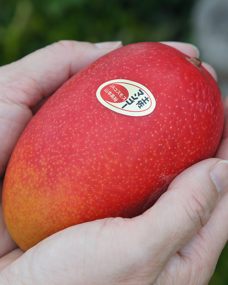 両手に乗せた土佐マンゴー