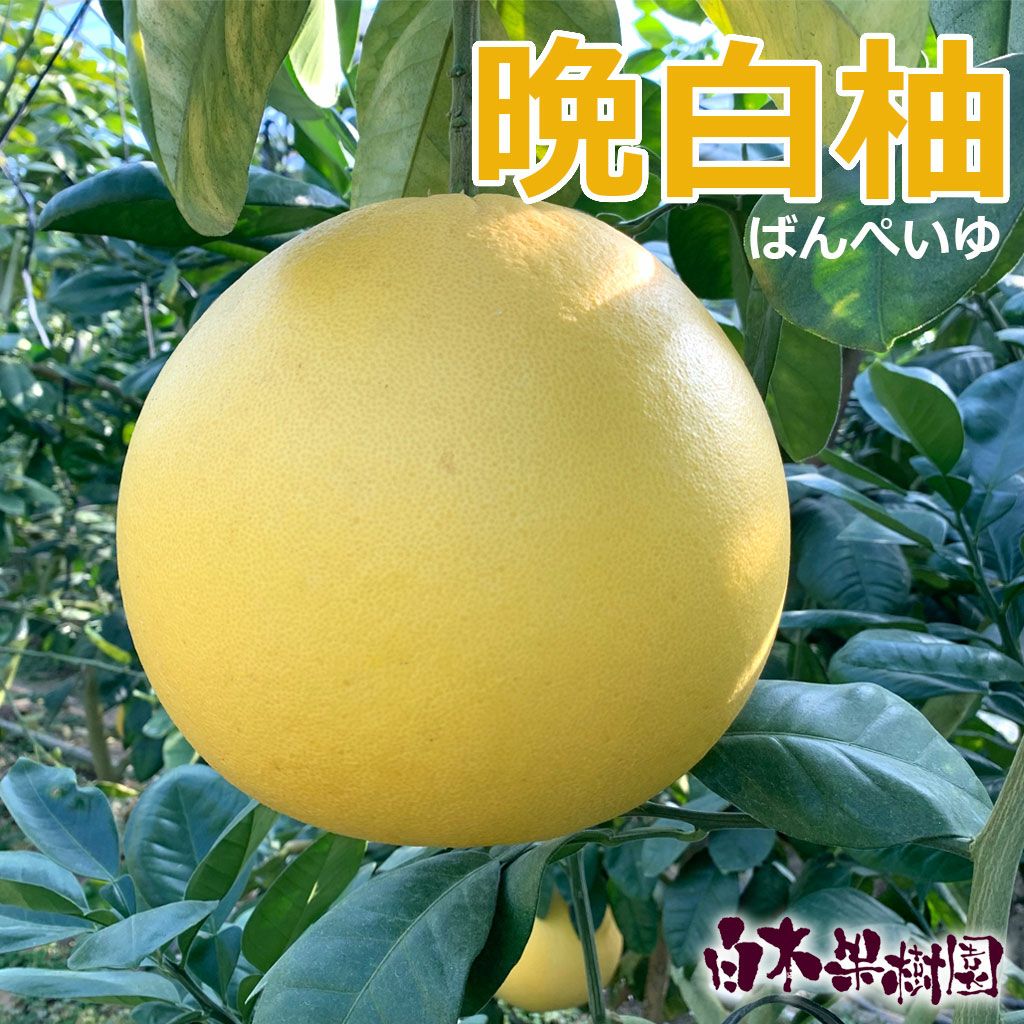 晩白柚(ばんぺいゆ)大分県産　　 24個 19キロ超 デカい！今が旬の晩白柚（ばんぺいゆ）約1kg3個セット【オマケ付き