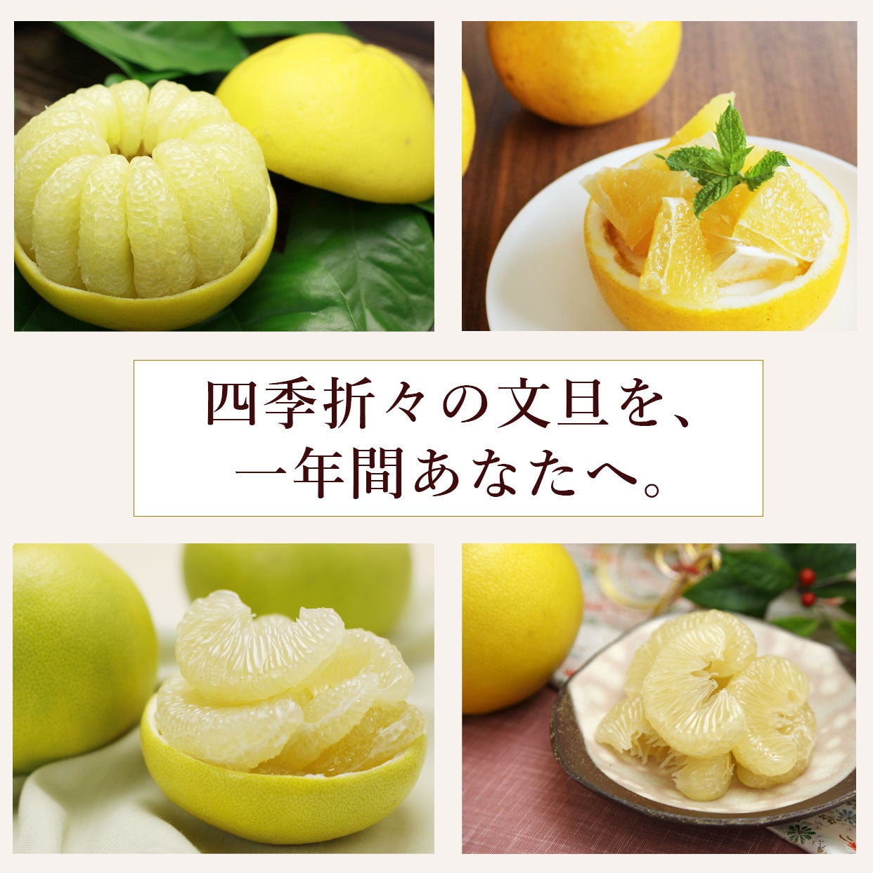 文旦の頒布会・定期便｜四季の文旦を年4回お届け｜白木果樹園