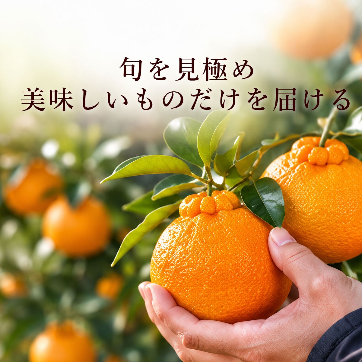 天草しらぬい　家庭用　箱込20kg しらぬいご家庭用約3kg【送料込】 | 白木果樹園
