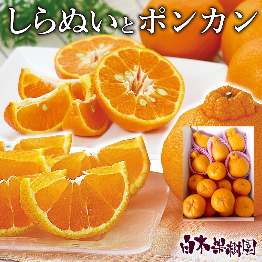 しらぬいとポンカンセット【送料込】 | 白木果樹園