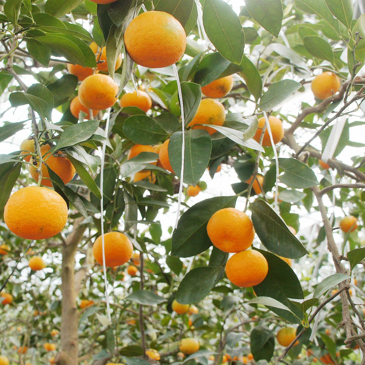 特選ハウスみかん約1kg【送料込】 | 白木果樹園