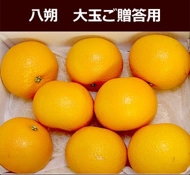 八朔（はっさく）