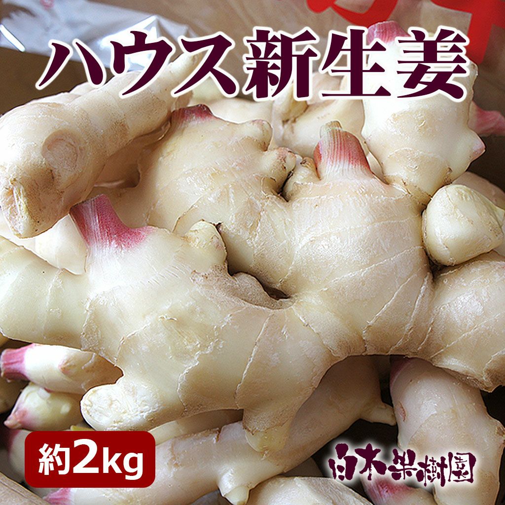 高知県産ハウス新しょうが約2kg【送料込】 | 白木果樹園