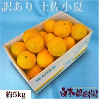 小夏わけありご家庭用 約5kg