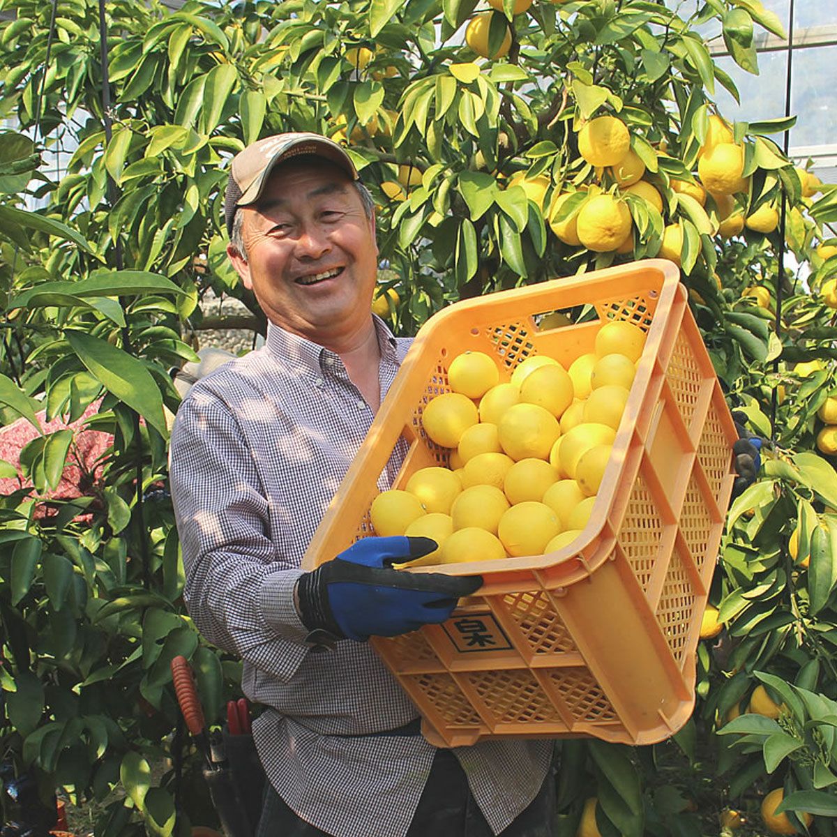 小夏わけありご家庭用約5kg（小夏）（日向夏）（（ﾆｭｰｻﾏｰｵﾚﾝｼﾞ））（西