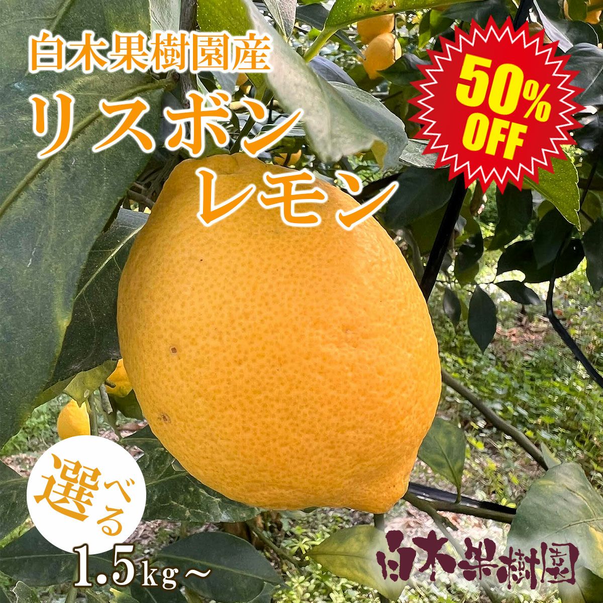 白木果樹園産レモン