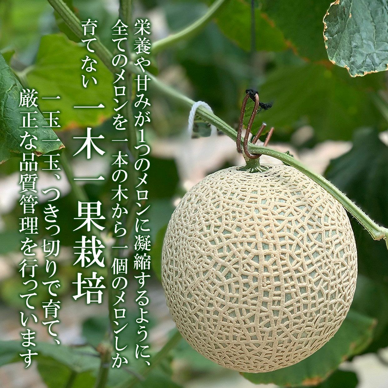 極上エメラルドメロン2個入り【送料込】 | 白木果樹園