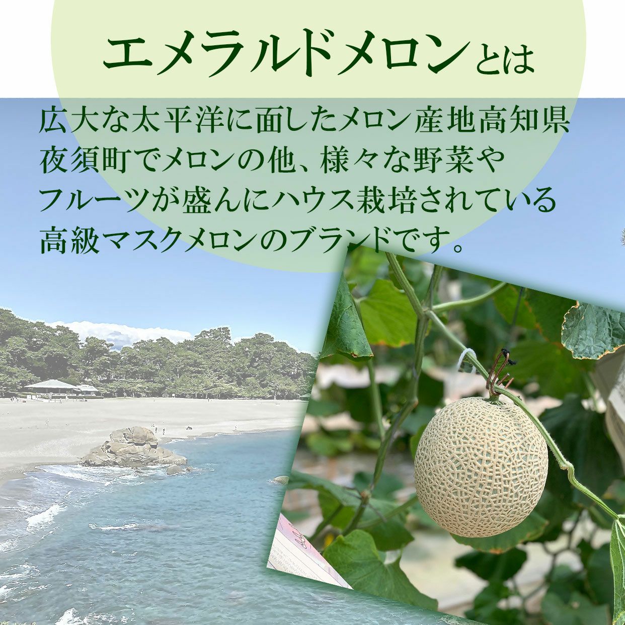 エメラルドメロンとハウスみかんのセット【クール送料込】 | 白木果樹園