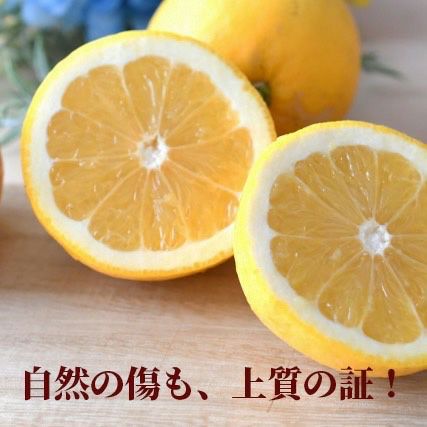 特別ご奉仕価格／露地夏ぶんたん訳ありご家庭用 約10kgジューシー