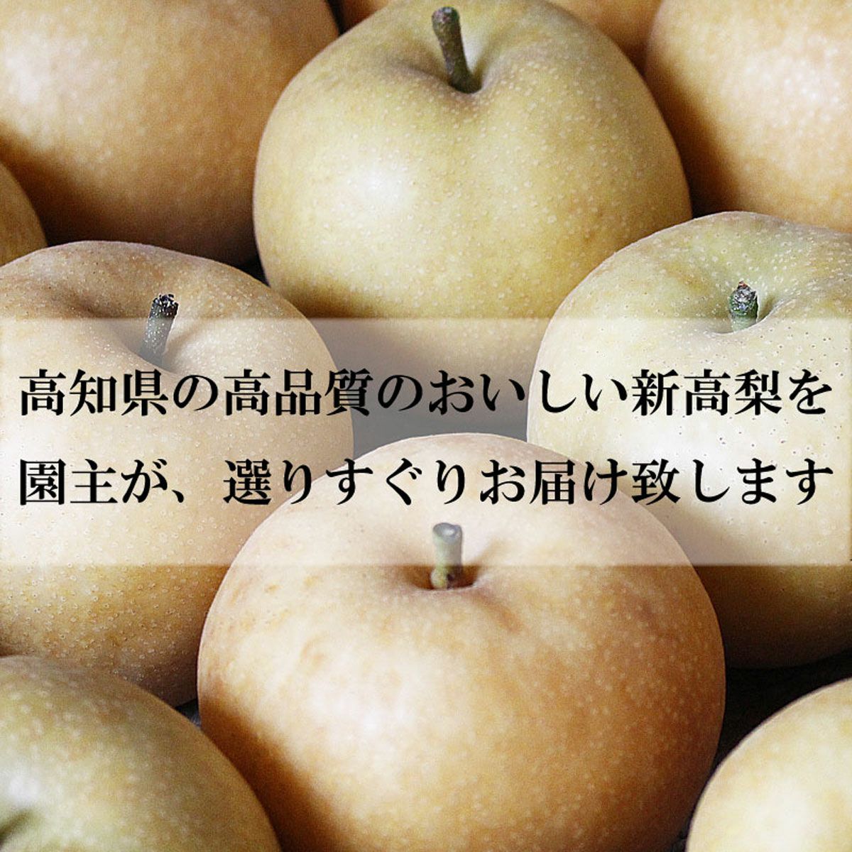 マロン　新高梨 2025-お【家庭用】新高梨 5〜7玉入(3.7kg)【送料込み】 – 森本果樹園