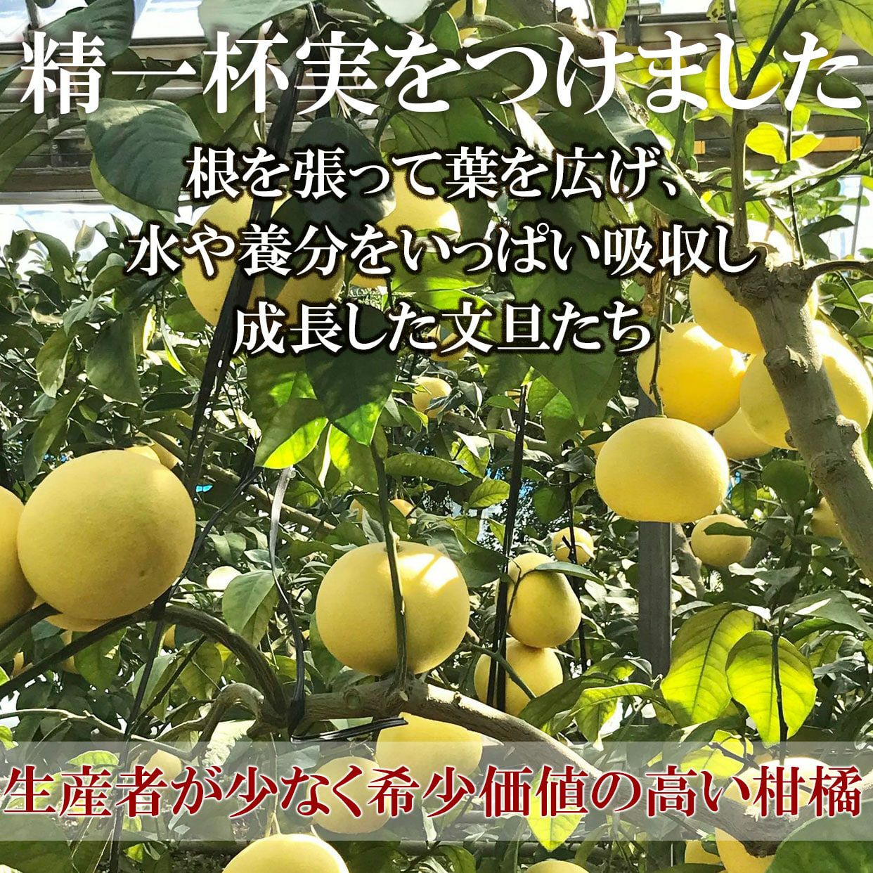 温室土佐文旦（ハウス文旦）贈答用中玉3個入り【送料込】 | 白木果樹園