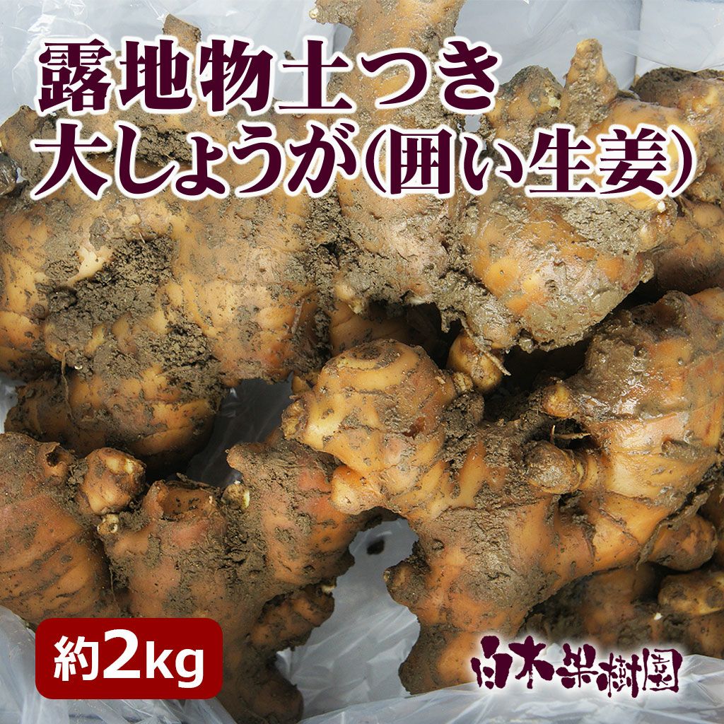 露地物土つき大しょうが（囲い生姜）約2kg【送料込】 | 白木果樹園