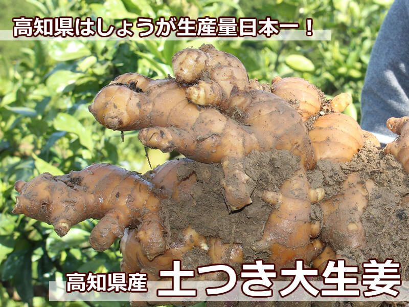 露地物土つき大しょうが（囲い生姜）約2kg【送料込】 | 白木果樹園