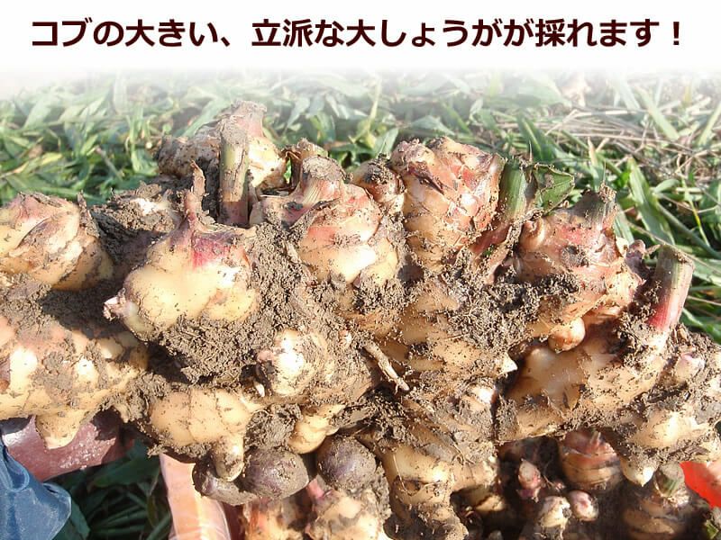 露地物土つき大しょうが（囲い生姜）約4kg【送料込】 | 白木果樹園