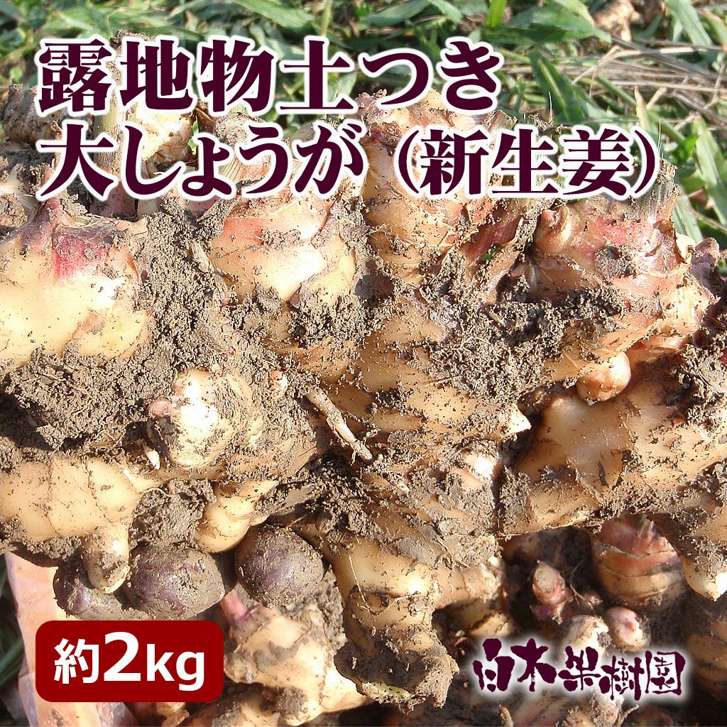 露地物土付き大しょうが（新生姜）約2kg【送料込】 | 白木果樹園