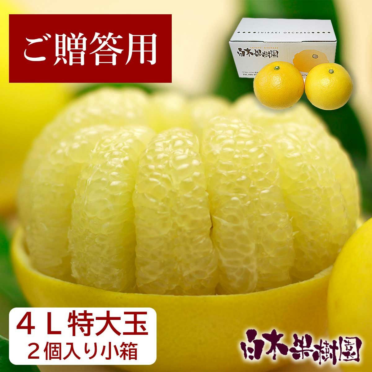 土佐文旦特選秀品 4L特大サイズ 2個入り【送料込】 | 白木果樹園