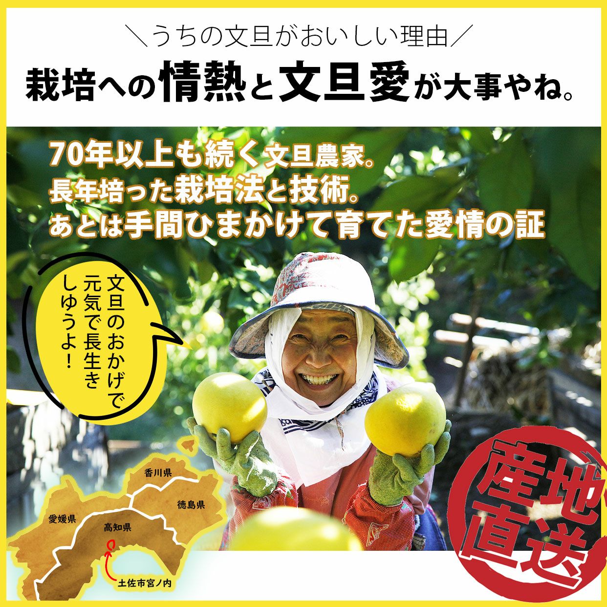 土佐文旦特選秀品 4L特大サイズ 2個入り【送料込】 | 白木果樹園