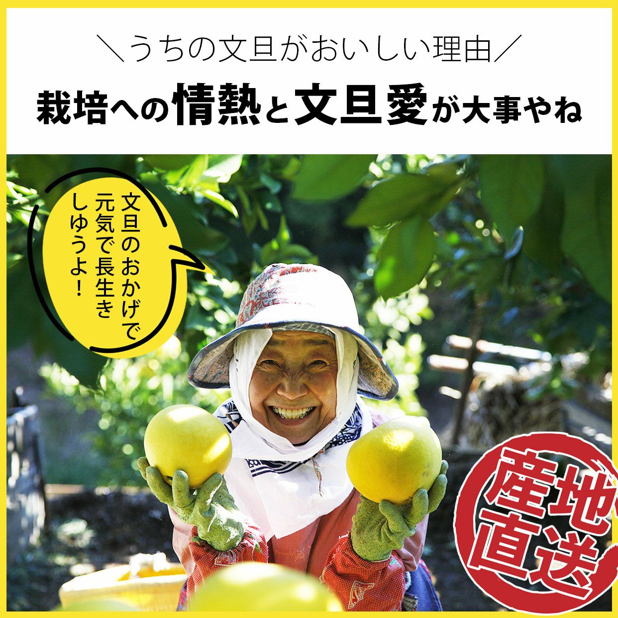 土佐文旦極撰化粧箱2L中玉 10個入り皮むき器付き【送料込】 | 白木果樹園