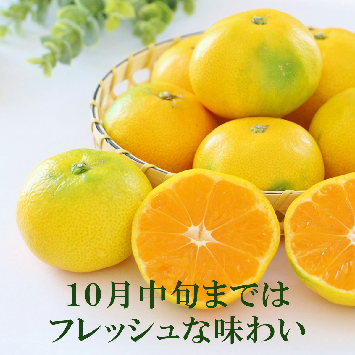 特選秀品温州みかん約5kg【送料込】 | 白木果樹園
