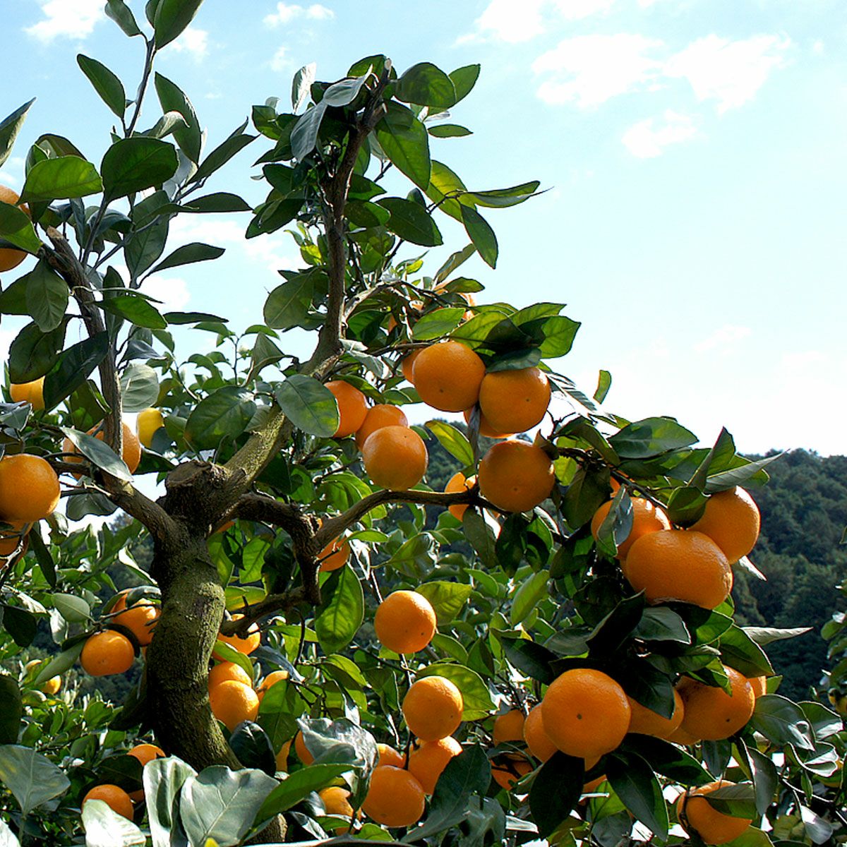水晶文旦と温州みかんのセット【送料込】 | 白木果樹園